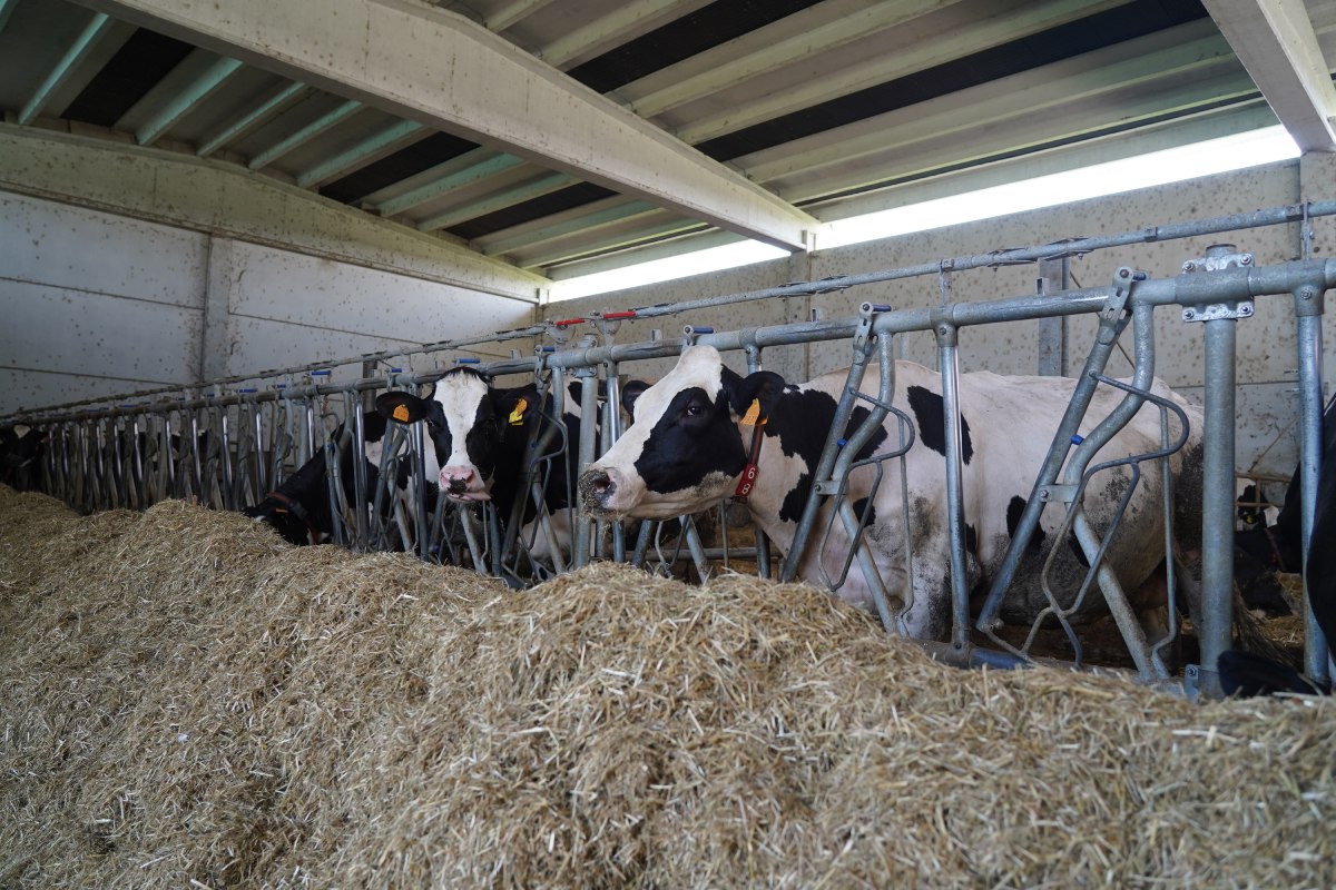 Le vacche dell'Azienda agricola Pezzani sono alimentate con l'approccio unifeed
